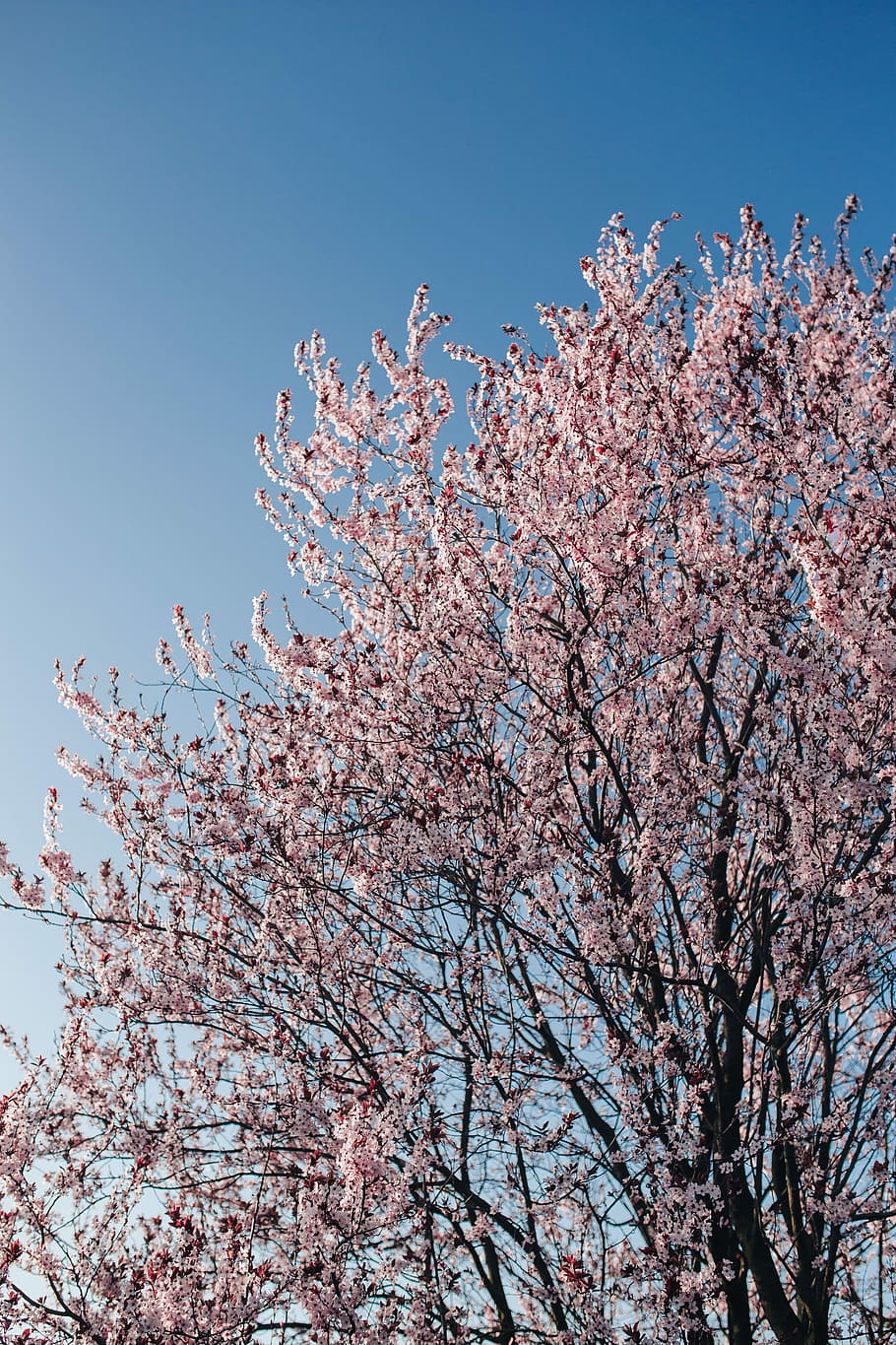 pink spring flowers, Pink, spring flowers, flowers, flora, blue sky, blooming, spring, blossom, twig