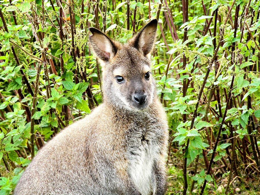 Kanguru, Hewan, Binatang Menyusui, Coklat, australia, lompat, dunia binatang, walabi, pedalaman, tutup
