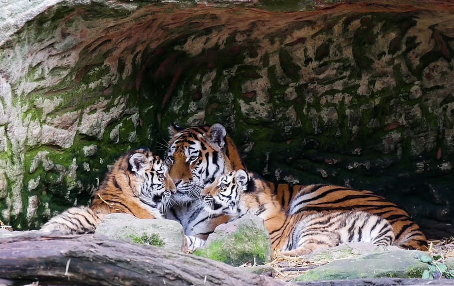 harimau bengal dewasa, beristirahat, di samping, anaknya, hewan, harimau, predator, binatang muda, harimau muda, keluarga harimau