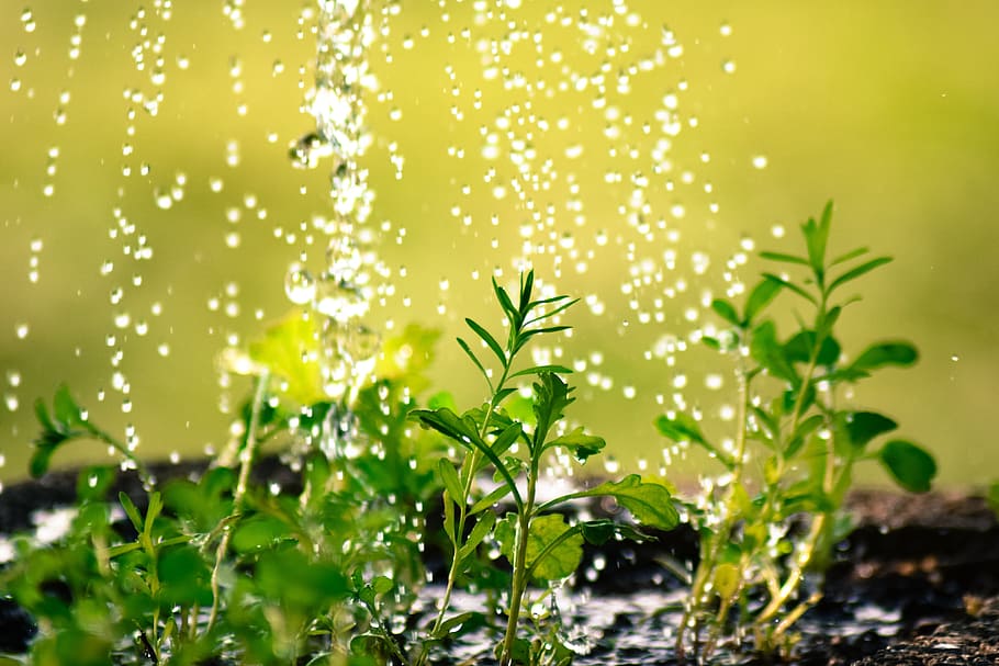 close, photography, green, leaf plants, Drop Of Water, Plants, Plug, water the plants, casting, water