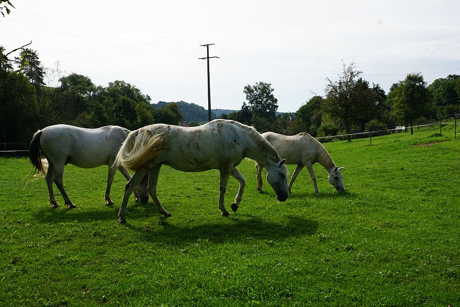 horse, pasture, summer, meadow, coupling, nature, horse head, graze, paddock, eat