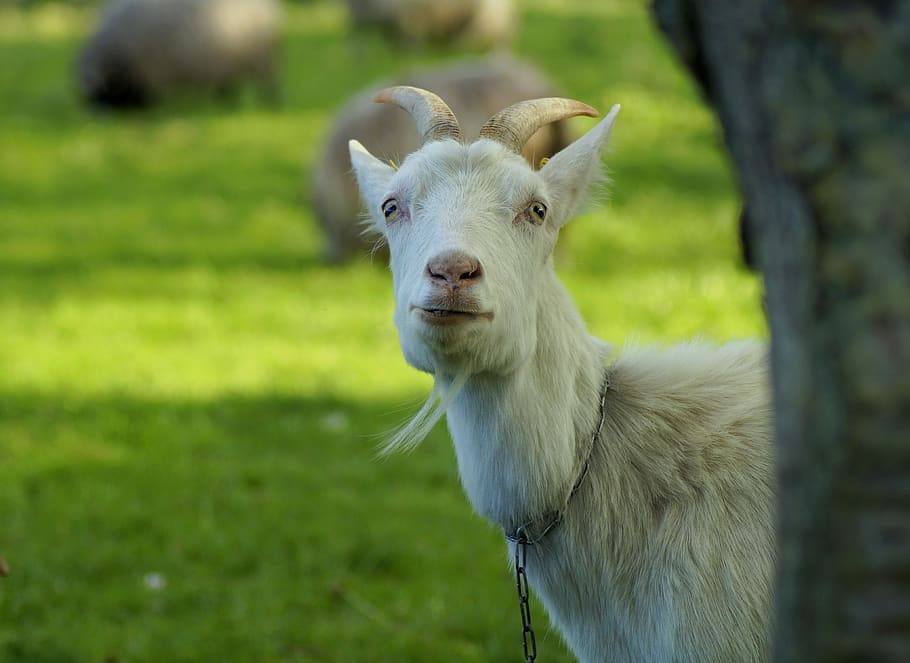 goat, sorry, excuse me, i beg your pardon, forgive, fun, friendly, sweet, i'm sorry, awarded