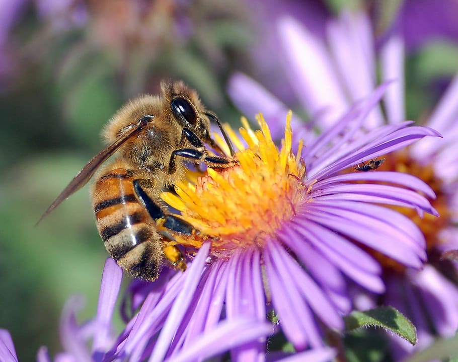 bumble, bee, nangkring, ungu, kuning, fotografi makro bunga, Bumble Bee, bunga, fotografi makro, lebah madu