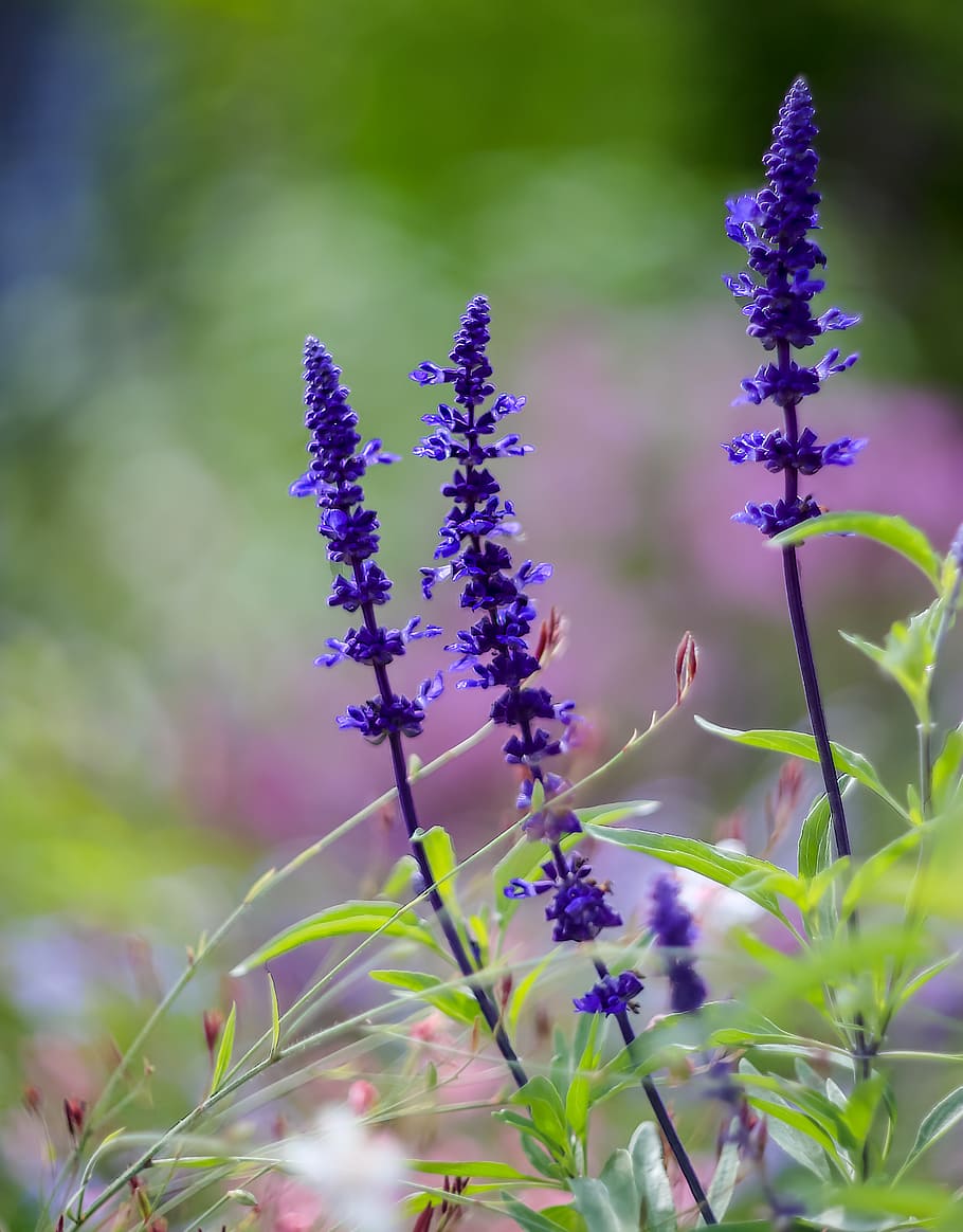 allées, Chaumont, bunga ungu petaled, bunga, tanaman berbunga, tanaman, kerentanan, kerapuhan, ungu, pertumbuhan