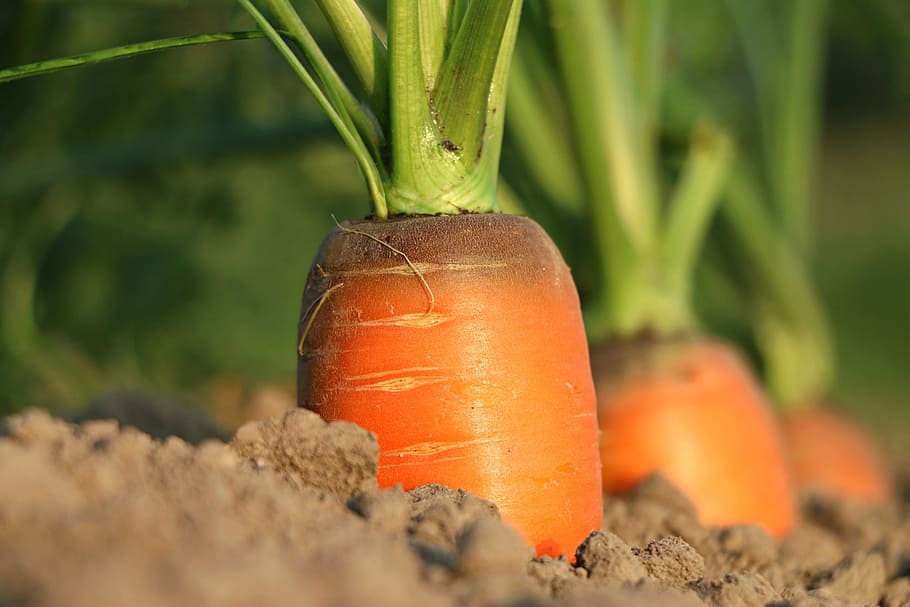 orange carrots, carrot, growth, diet, loss of flesh, vegetables, land, vegetable garden, closeup, vitamins
