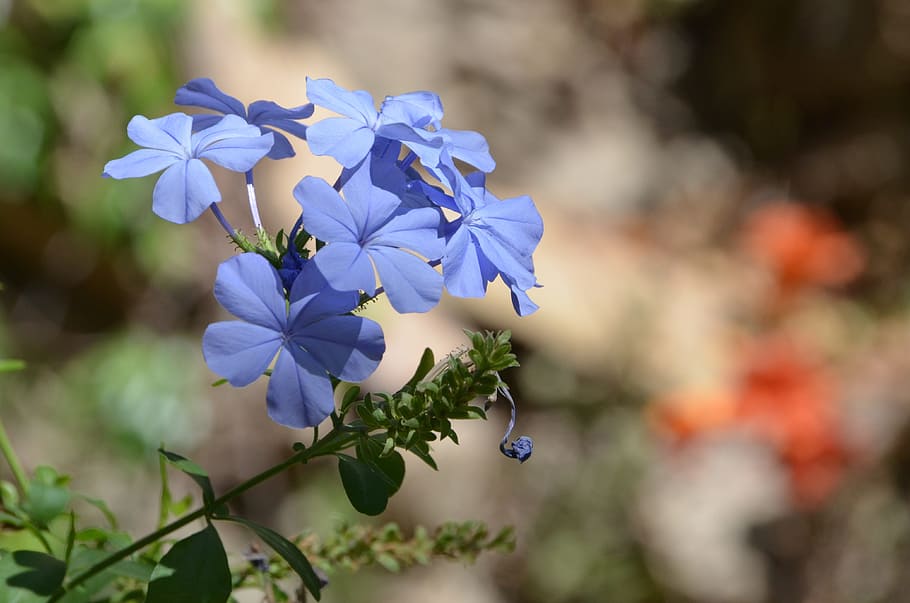 花 青 青い花 閉じる 自然 植物 花の写真 マクロ 夏 春の花 Pxfuel