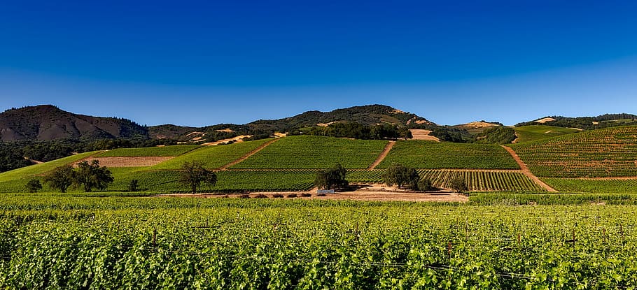 verde, granja, durante el día, viñedos, Napa Valley, California, vid, bodega, vino, rural