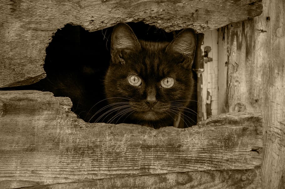 marrom, gato, espiando, fora, madeira, gato preto, vista, animais de estimação, olhos de gato, doméstico gato