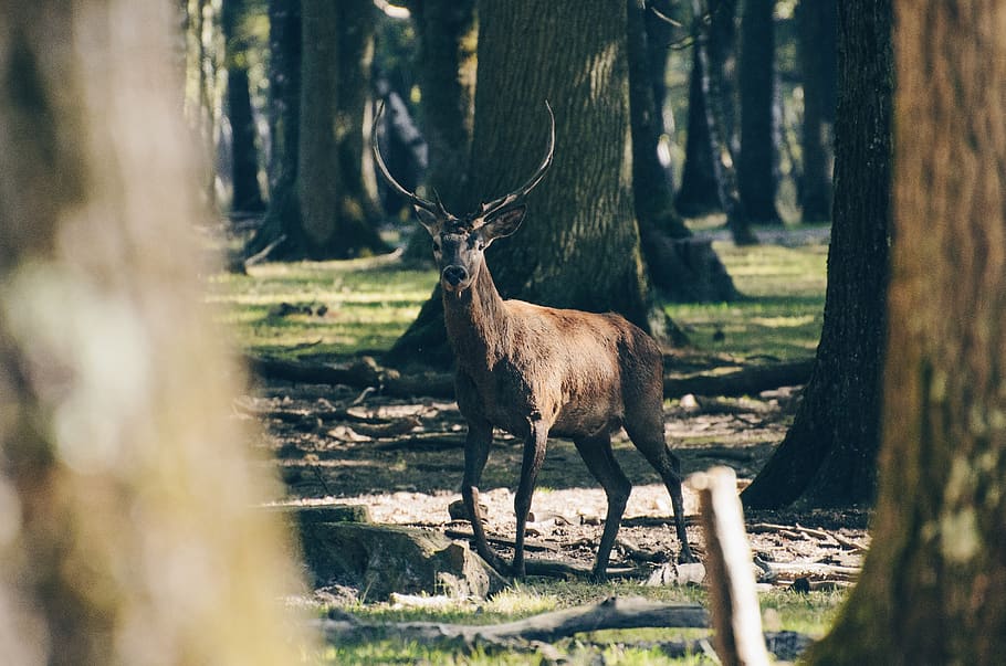 deer, animal, wildlife, trees, plant, forest, sunny, day, wood, tree