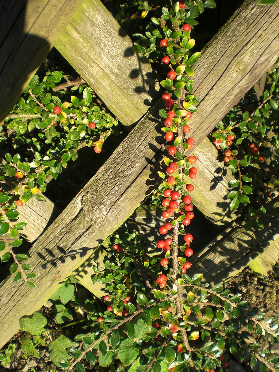 Cotoneaster, Berries, Plant, Fence, red, ornamental, autumn, wood - material, outdoors, day