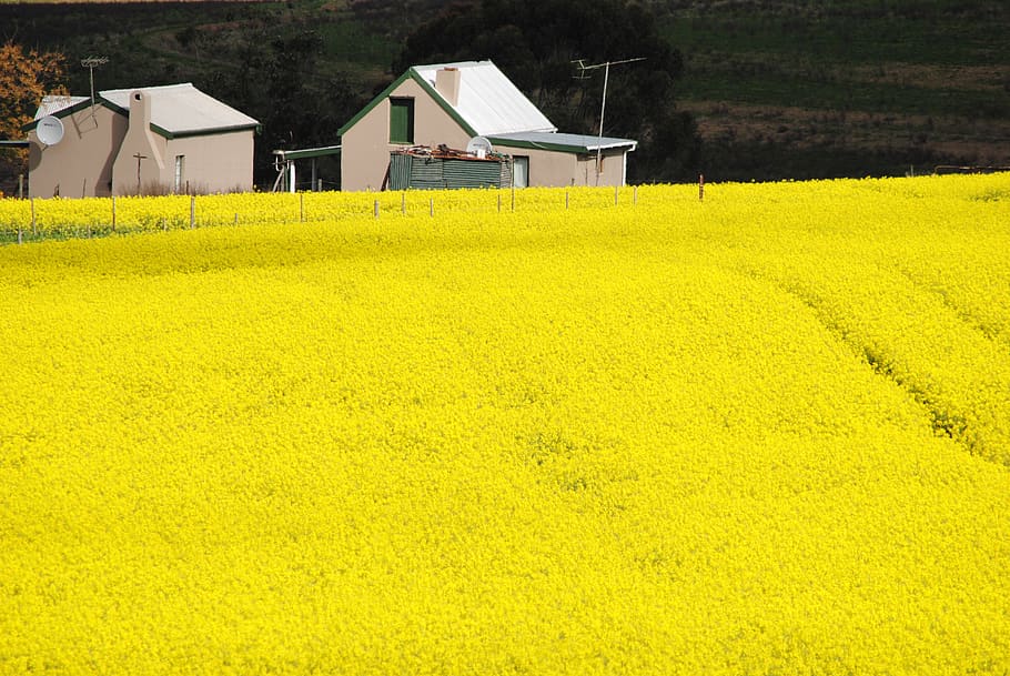 field, agriculture, farm, crop, flower, canola, caledon, south africa, yellow, built structure