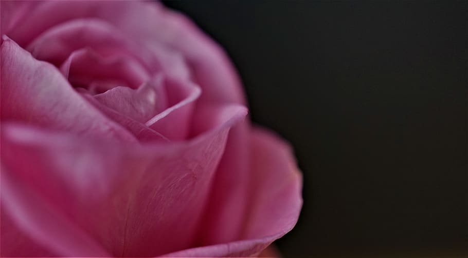 rosa, belleza, floración, magia, fondo, superficie, estructura, tierno, infierno, tarjeta de felicitación