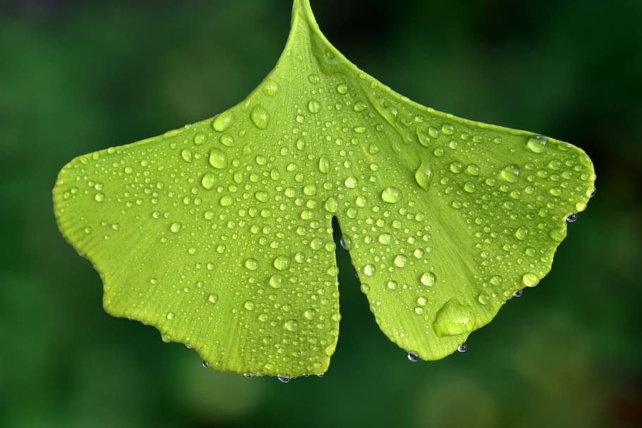 fotografía macro, verde, hoja, ginko, naturaleza, planta, árbol de ginko, de cerca, húmedo, mojado