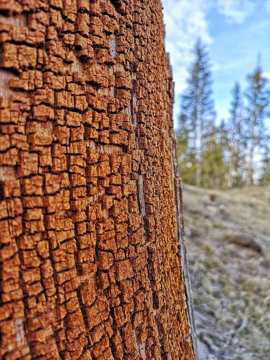 árbol, árboles, naturaleza, cortecia, color, bosque, tronco, antiguo,  colorido, maderas | Pxfuel