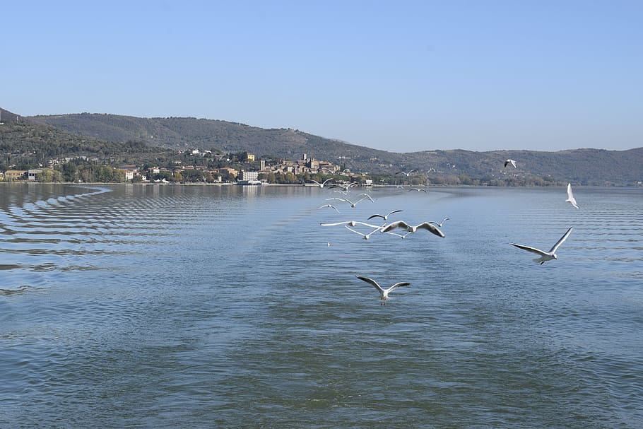 trasimeno, seagulls, the greater island, ferry, umbria, lake trasimeno, lake, water, sky water, passignano sul trasimeno