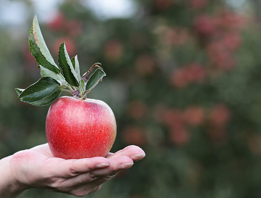 person, showing, ripe, apple, red, red apple, hand, apple orchard, delicious, fruit