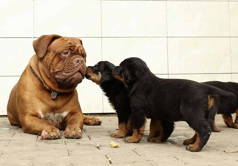 french, mastiff, rottweiler puppies, French Mastiff, Rottweiler, puppies, puppy, dog, background, thoroughbred