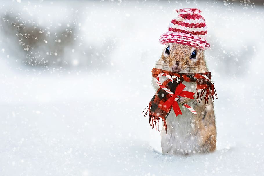 focus photography, brown, hamster, snowy, place, winter, chipmunk, knit hat, red, scarf