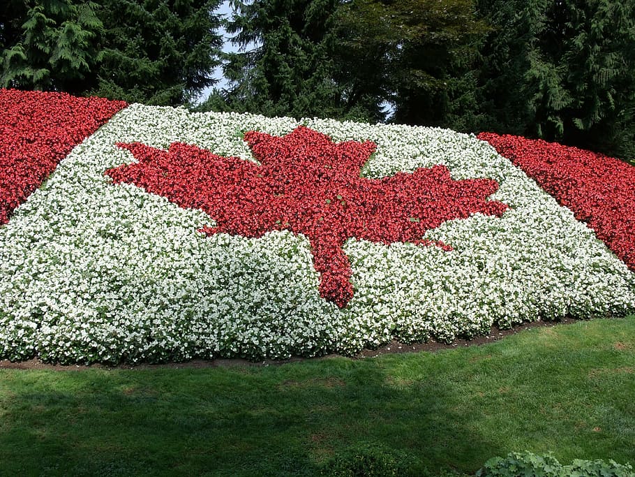 bandera, canadá, en forma, jardín de flores, minter, jardines, agassiz, bc, columbia canadiense, británica