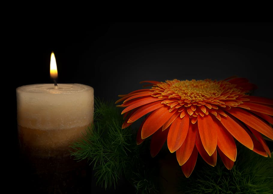 red, gerbera daisy flower, lighted, pillar candle, sadness, candle, flower, mourning, grabschmuck, memory