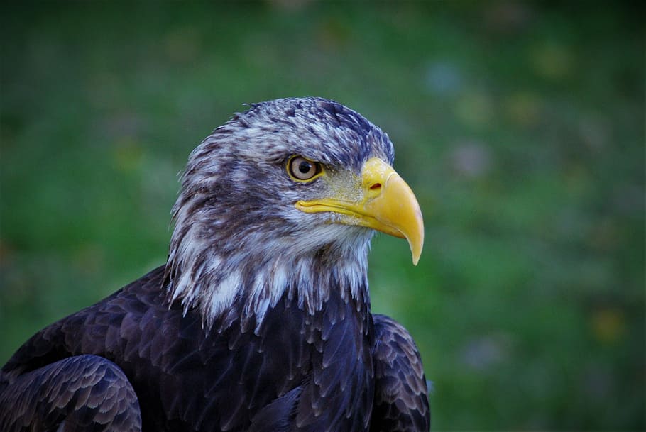 Adler, águila calva, ave, animal, proyecto de ley, ave de rapiña, águila de cola blanca, cerca, retrato, orgullo