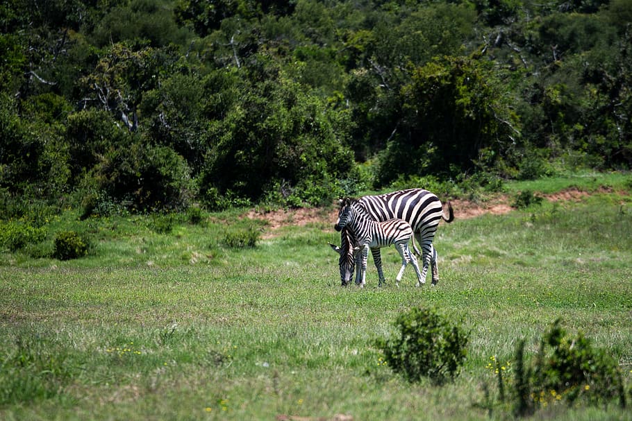 zebra, égua, potro, grama, animais selvagens, mamífero, áfrica, safari, animais selvagens animais, planta