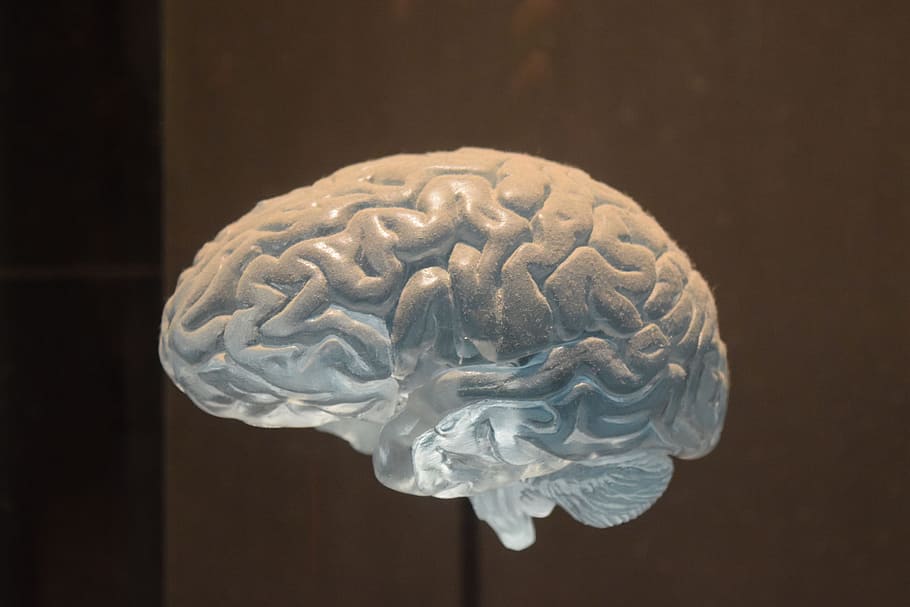 brain, reflection, spirit, grey matter, new york, museum, neurology, medicine, mental, psychology