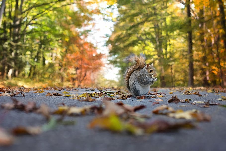 fechar, fotografia, esquilo, estrada de asfalto, outono, natureza, animal, selvagem, parque, bonito