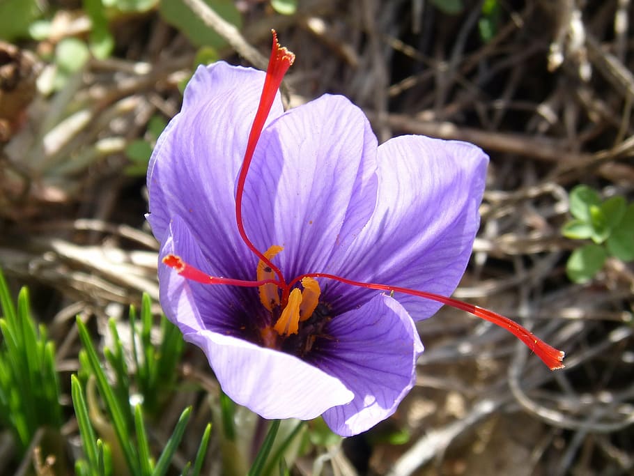 saffron, flower, beauty, carthamus tinctorius, pistil, nature, day, outdoors, plant, close-up