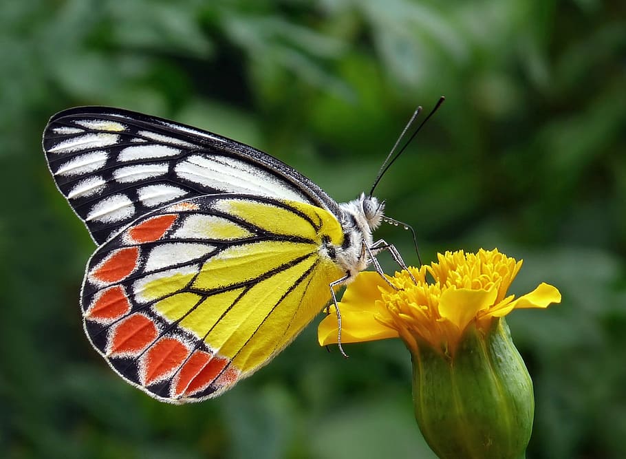 selectivo, fotografía de enfoque, amarillo, blanco, polilla, parte superior, inferior, mariposa, tigist, botón floral