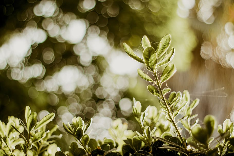 green, leaf, plant, nature, blur, bokeh, outdoor, growth, beauty in nature, close-up