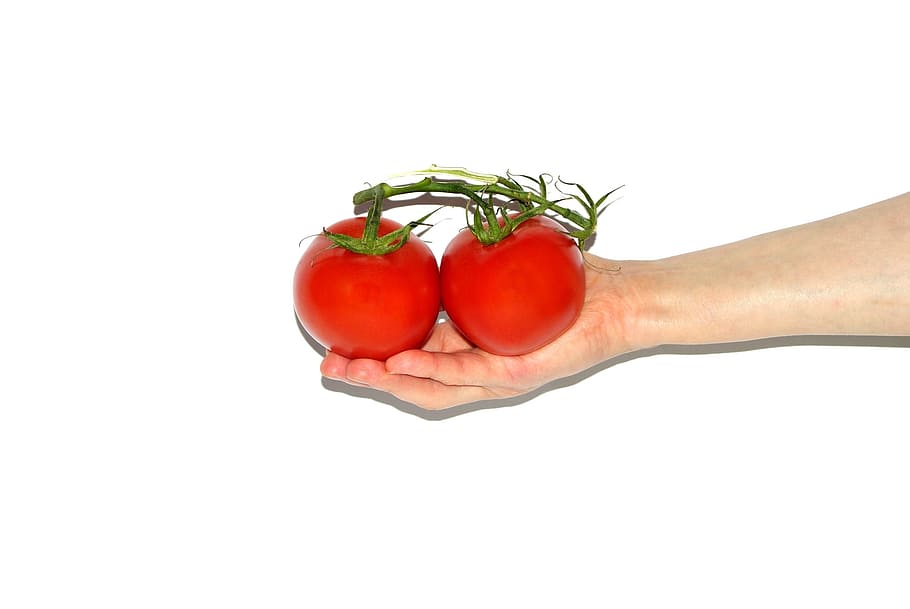 Tomato, Hand, Hands, Woman, the hand, holding, tomatoes, plant, isolated, red