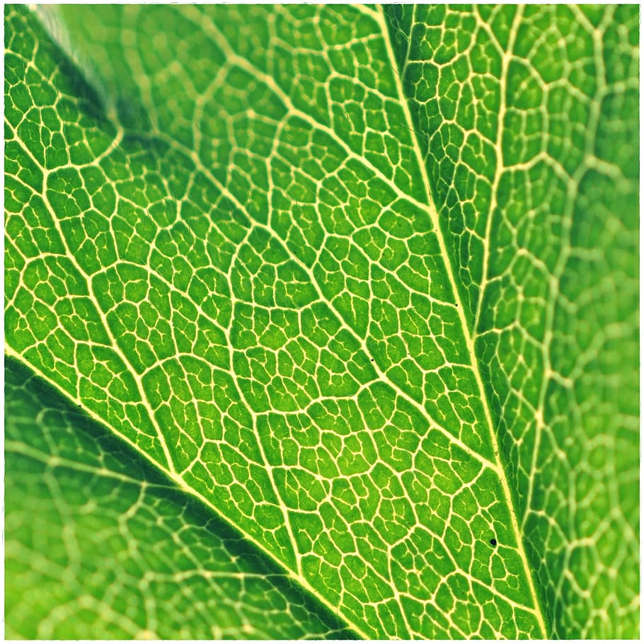 Leaf, Structure, Green, Plant, green, plant, background, leaf veins, green color, backgrounds, nature