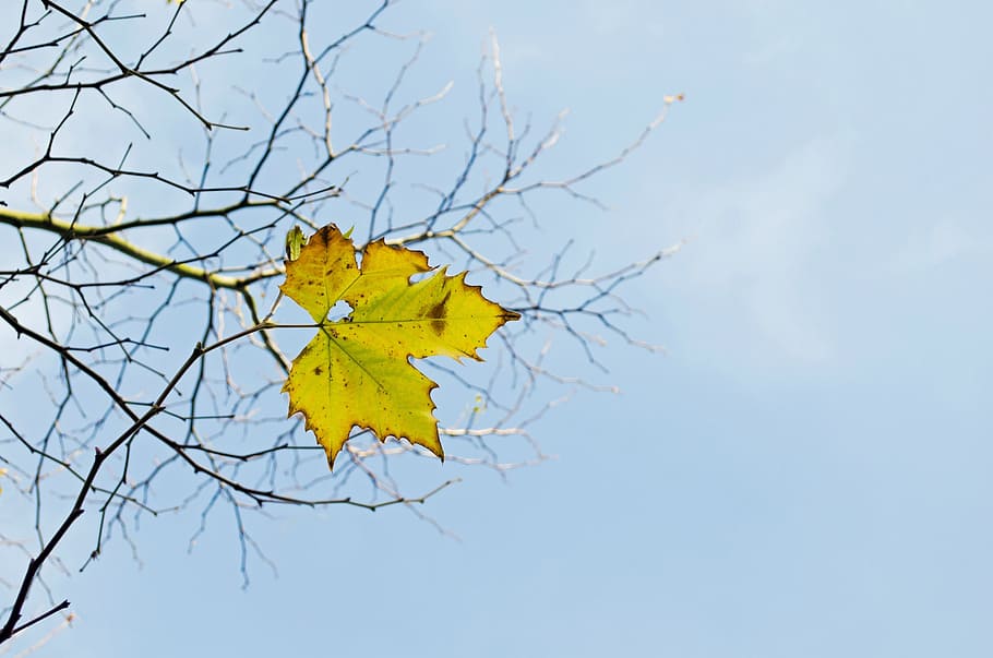 yellow, green, mapple leaf, last, leaf, branch, branches, tree, nature, macro