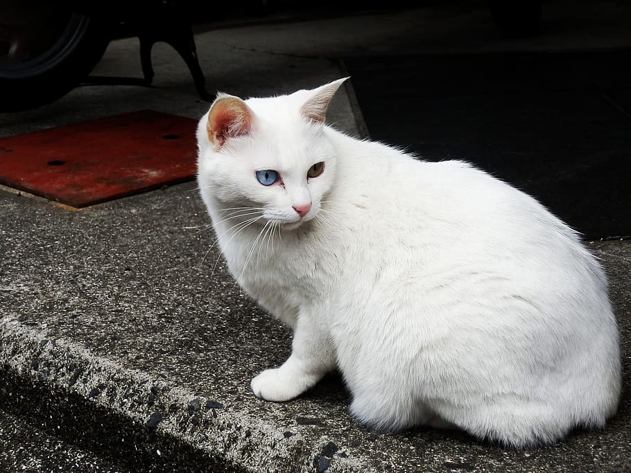 gato branco de cabelos curtos, Gato vadio, Gato branco, Gato, heterocromia iridum, gato doméstico, animais de estimação, animais domésticos, um animal, temas de animais