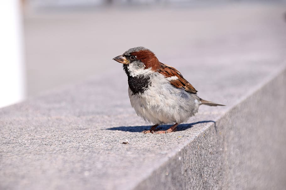 bird, sparrow, sweden, nature, animal, feather, young, close, plumage, city