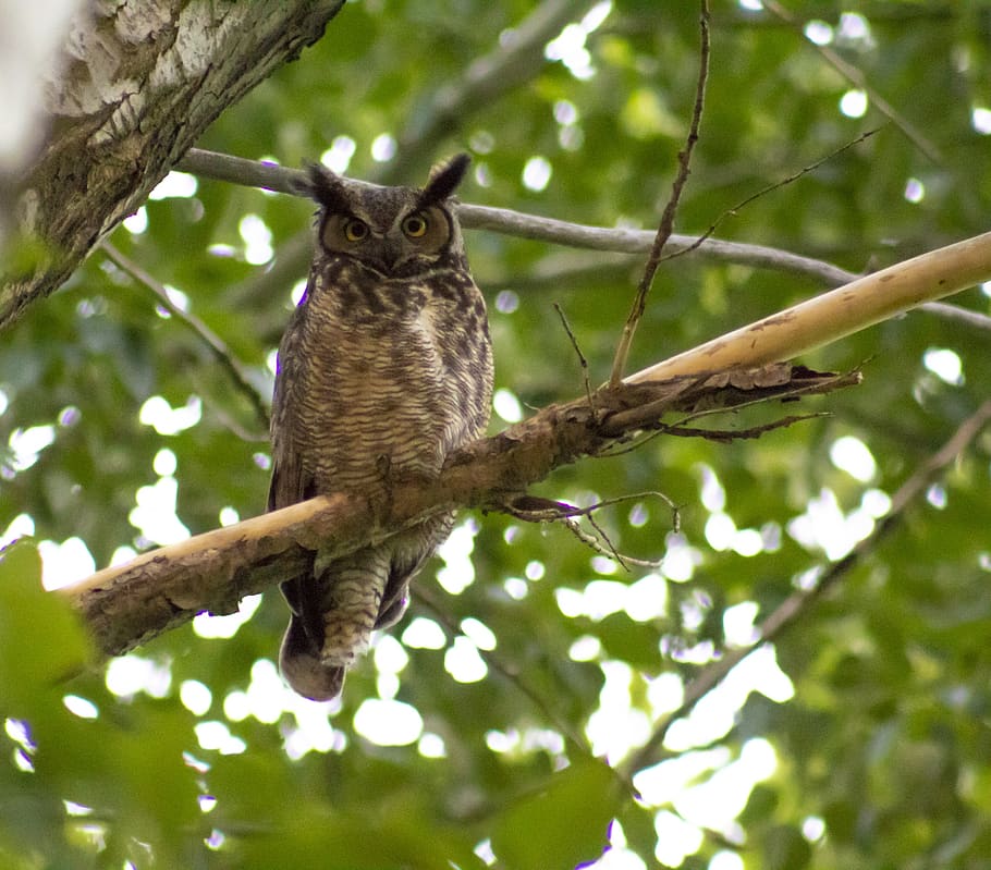 owl, branch, tree, wise, brown, raptor, predator, perched, leaf, hoot