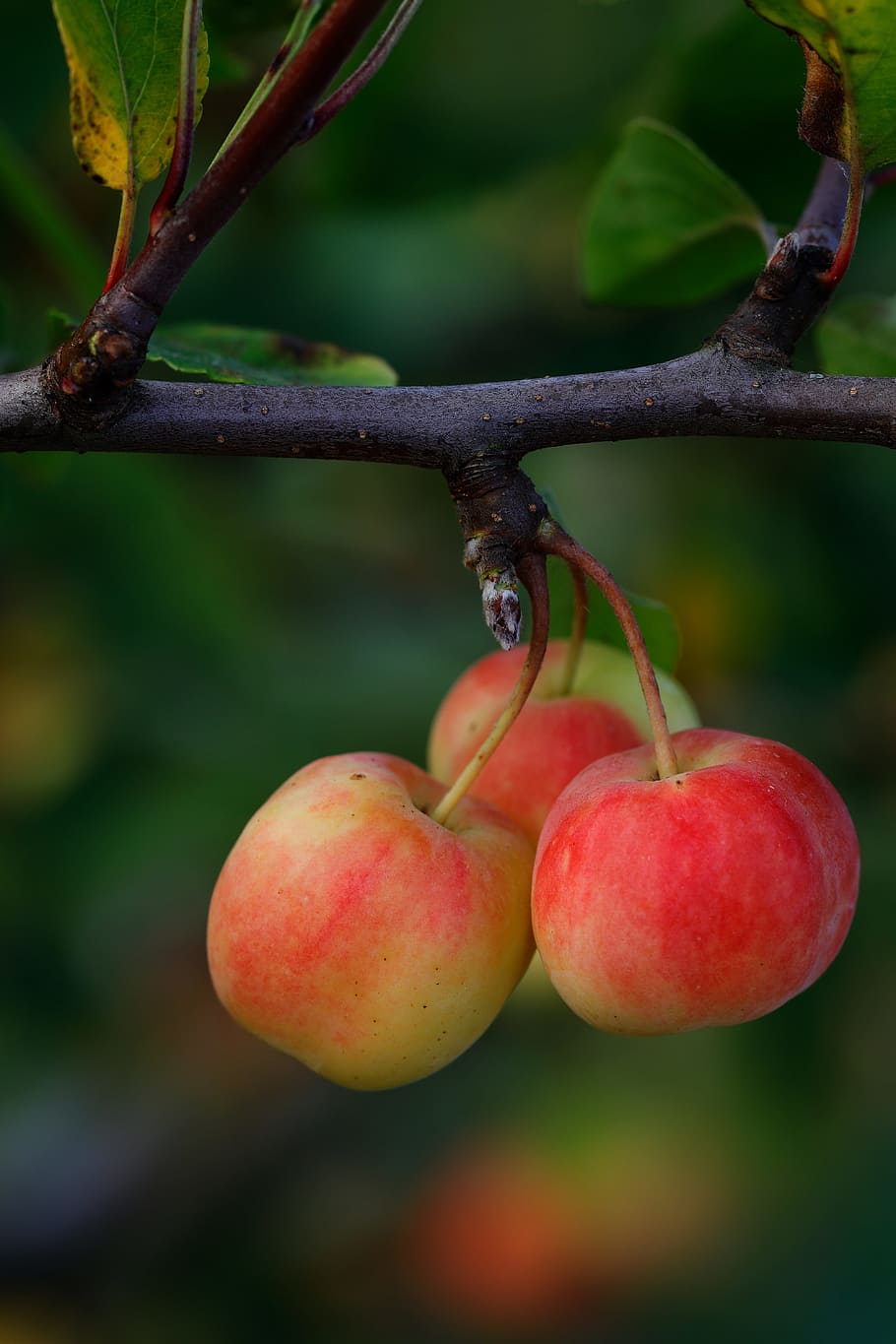 リンゴ トリオ 小 食べ物と飲み物 健康的な食事 果物 食べ物 植物 前景に焦点を当てる 新鮮さ Pxfuel