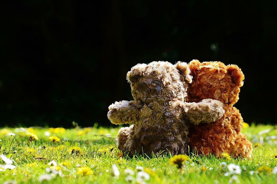 two, brown, grey, bear, plush, toys, green, grass, teddy, love