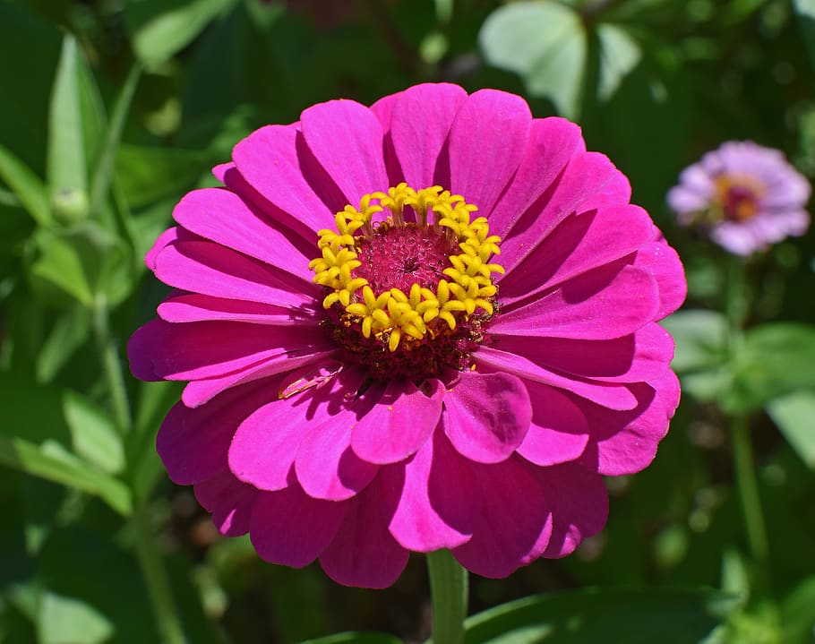 hot pink zinnia, flower, blossom, bloom, plant, garden, nature, colorful, pink, hot pink