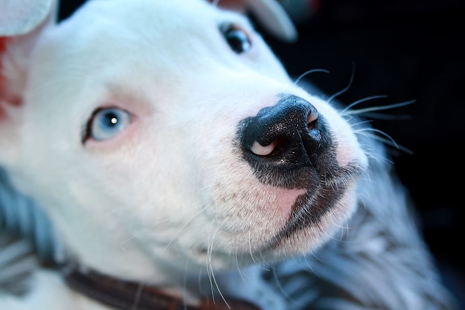short-coated, puppy close-up phoot, Pitbull, Dog, Animal, White, Pit Bull, eyes, puppy, pets