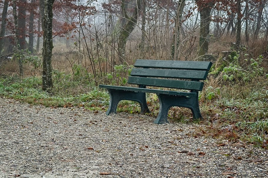 fog, foggy, seat, bench, nature, recovery, wooden bench, silent, resting place, autumn