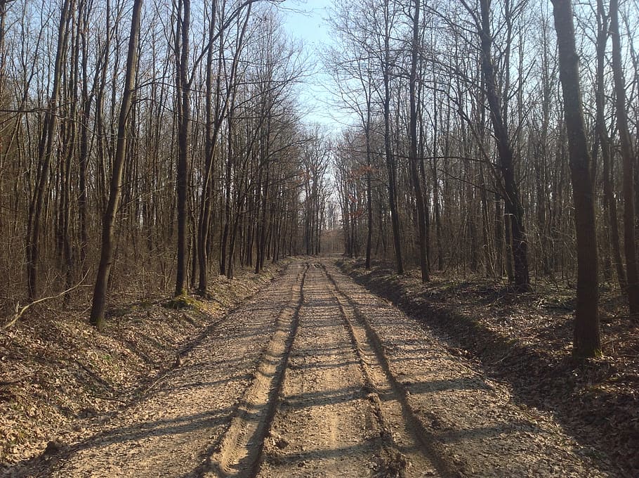 primavera, camino, camino polvoriento, camino fangoso, camino de tierra, bosque, naturaleza, recorrido, árbol, el camino a seguir