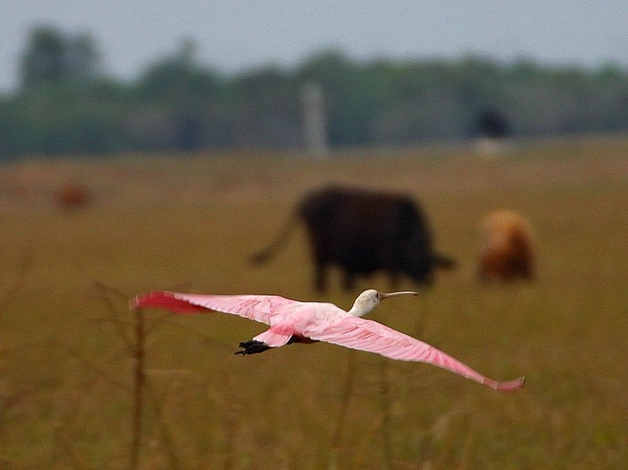 flamingo, penerbangan, terbang, rentang, sayap, hewan, burung, alam, bulu, fauna