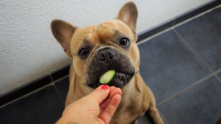 french bulldog, cucumber, hand, woman, dog, feed, sweet, cute, animal portrait, human