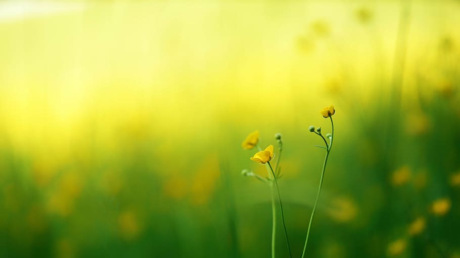 macro shot, yellow, flowers, green, grass, flower, plants, nature, plant, summer