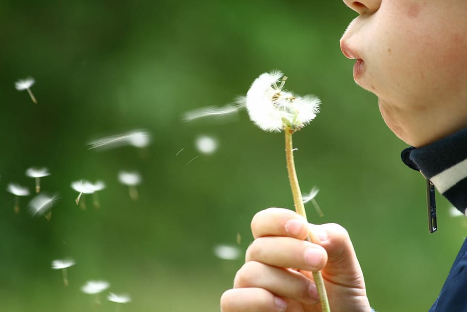 Dandelion, Blowing, Childhood, kid, summer, holding, child, children only, one person, people