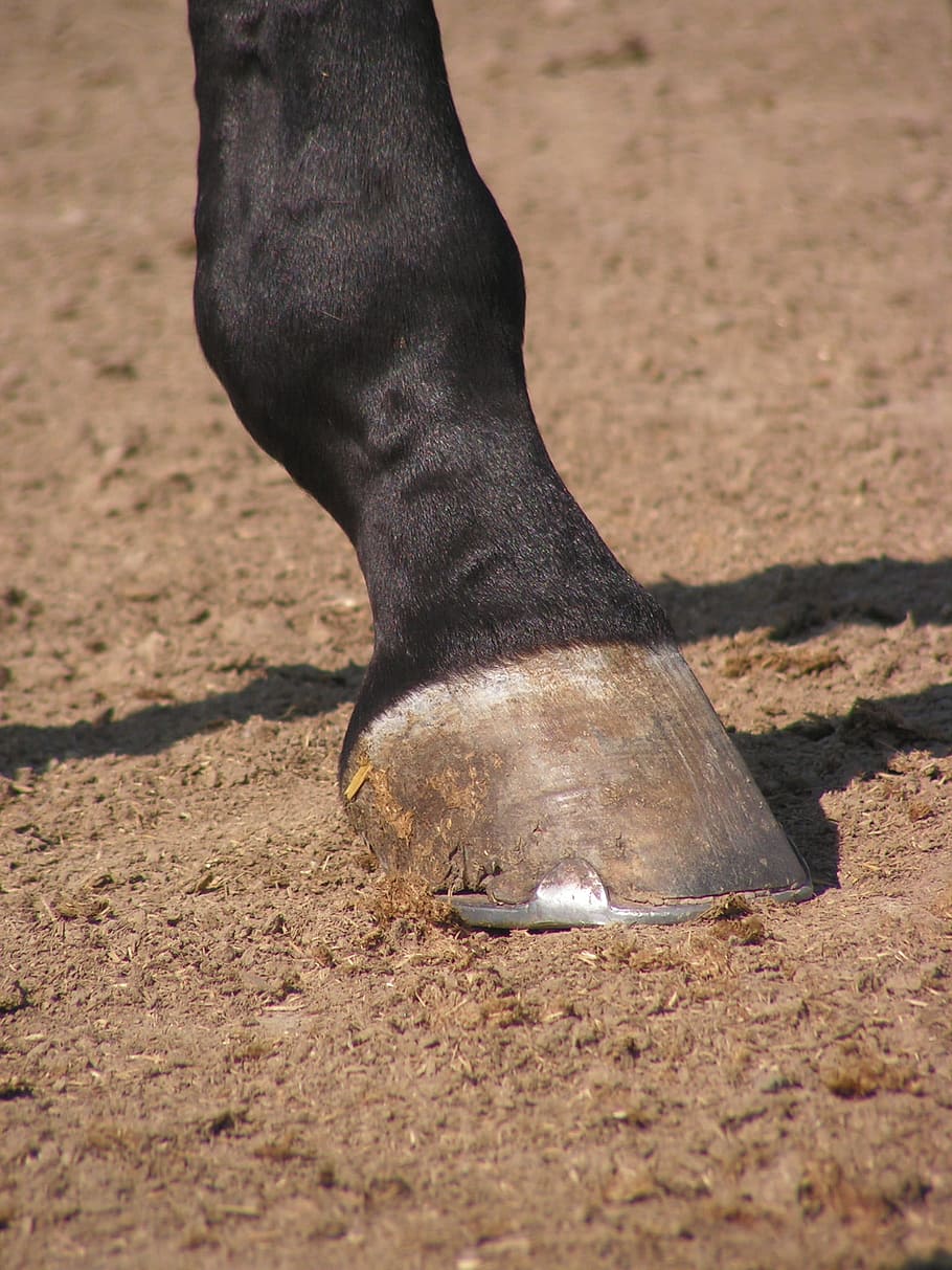 Casco, cavalo, pé, o casco, parte do corpo humano, seção baixa, perna humana, areia, ao ar livre, close-up