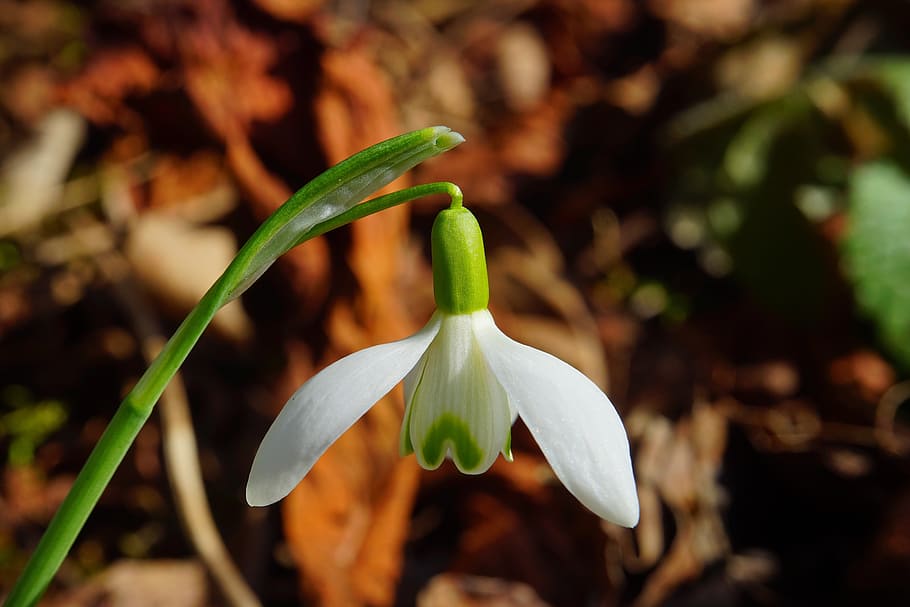 shallow, focus photography, white, flower, snowdrop, blossom, bloom, spring flower, plant, close