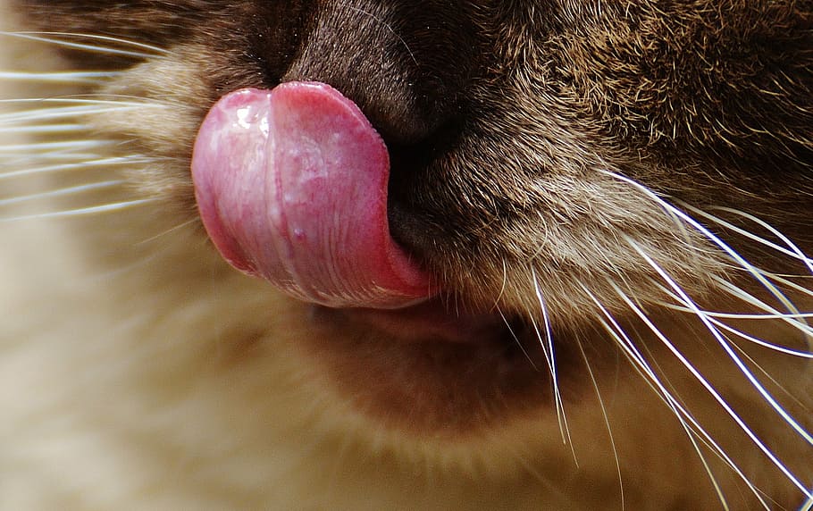 animal tongue photography, cat, british shorthair, snout, tongue, funny, thoroughbred, fur, brown, beige